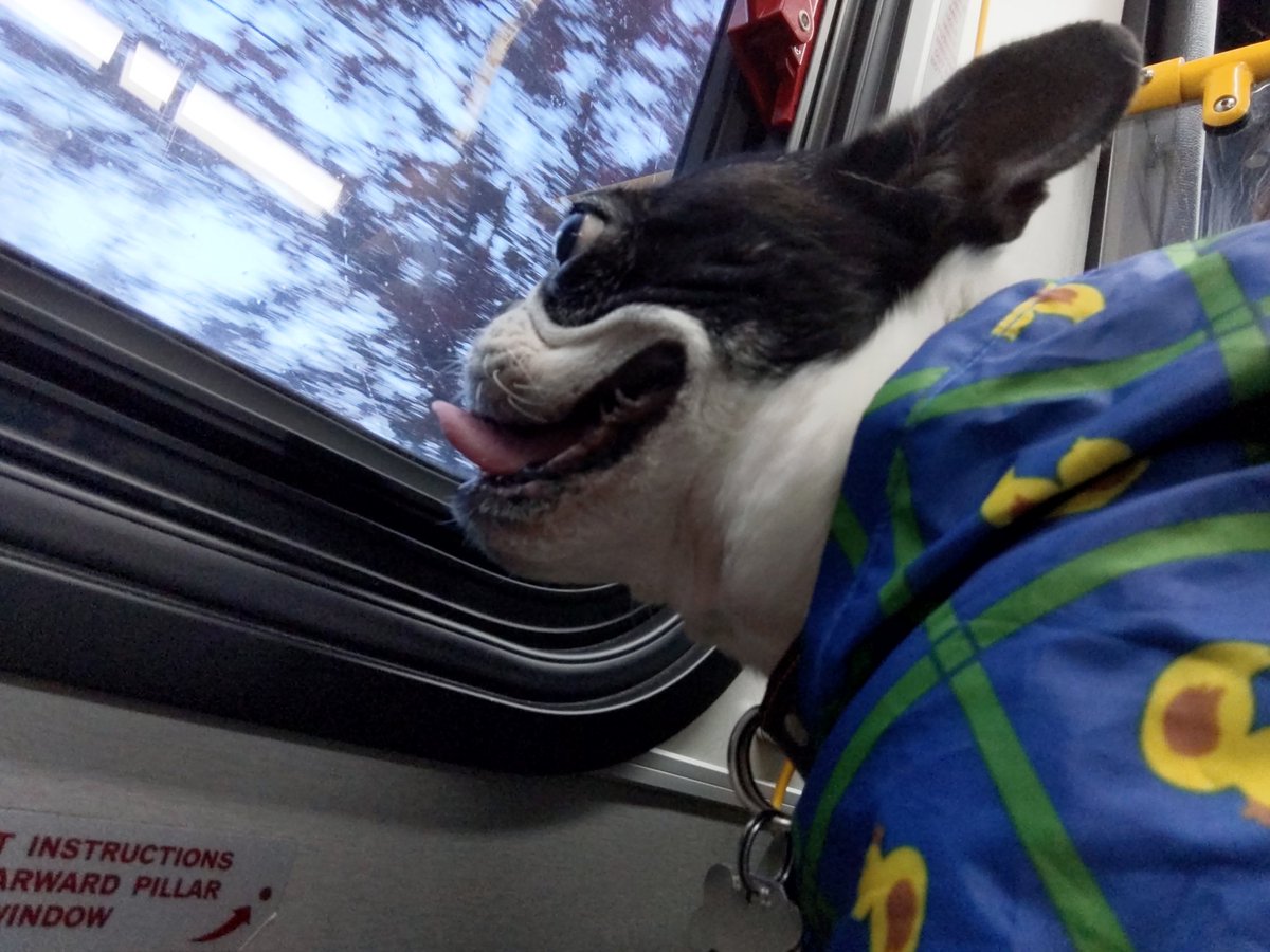 KDMilligan's tweet photo. @malavikaj @kcmetrobus A. Keefe. Loves a bus ride, likes to look out the window. https://t.co/MBDN50F7Tz