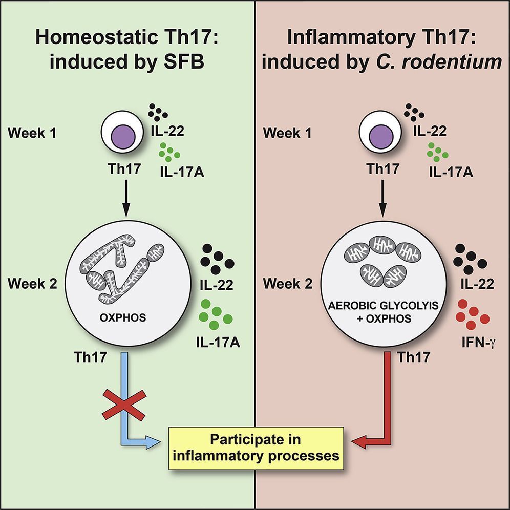 mmw_lmw's tweet photo. #Th17_Cells | The Intestine harbors functionally distinct #TissueResident and #Inflammatory subsets | Elicited by SFB vs Citrobacter | Brigitta Stockinger @TheCrick @ImmunityCP https://t.co/UcTTxMkuq0 | #2019_June_ReCap https://t.co/BndPN6NUKj