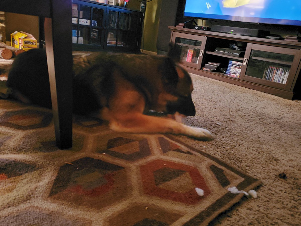 Major79376642's tweet photo. Happy to be back with my pack. Crunchin' a bone. I missed them soooooo much.
#packlife #GSD #GSDCAb #Bones #Crunchin https://t.co/5onzTQ2q87