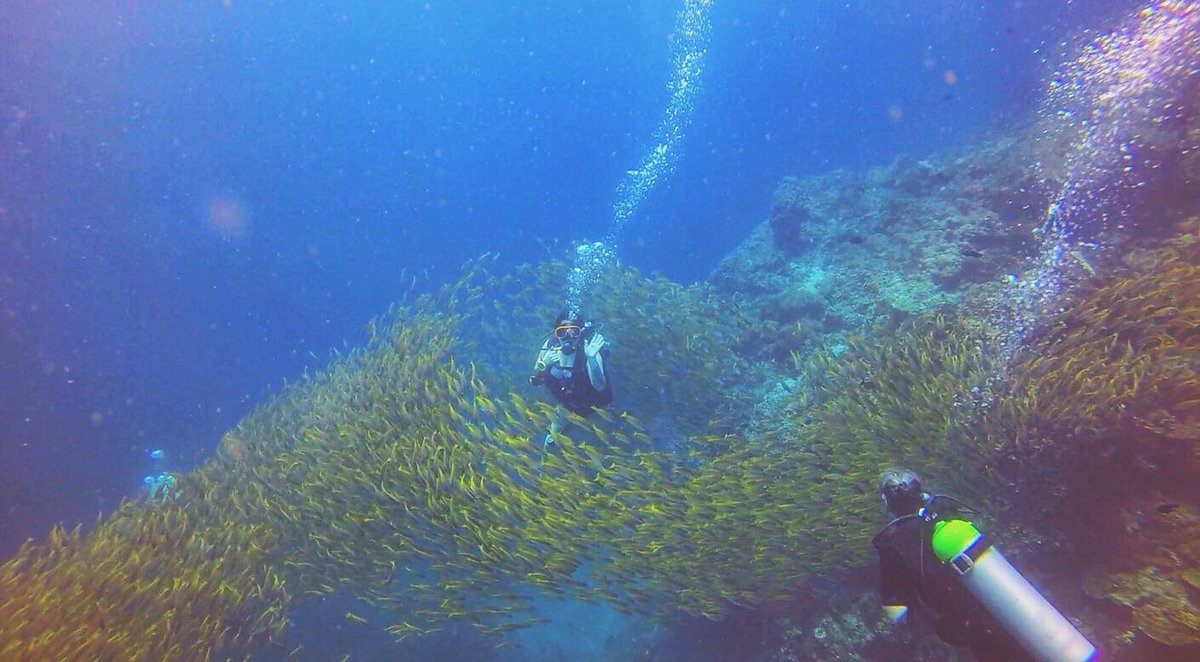 micarxsmith's tweet photo. Spent a few days #diving with my mom and a million yellow snappers in #marinebio heaven 🥰 #thailand #seahugger https://t.co/LAPgKIPrpD