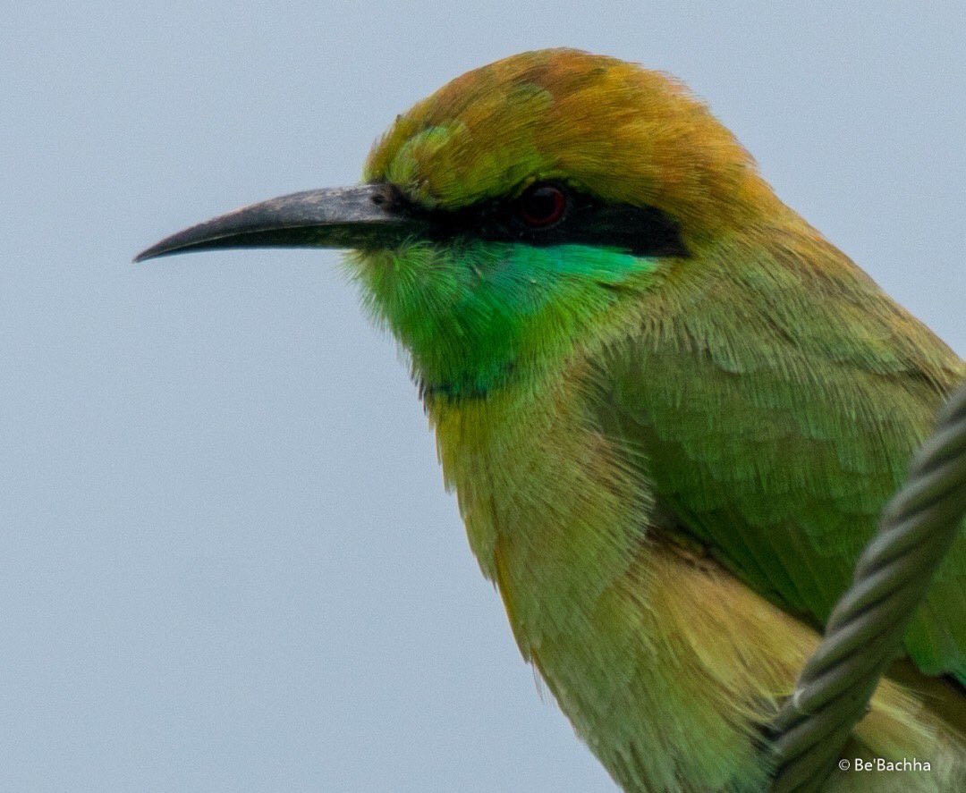 abhishekkrsinh's tweet photo. The green bee eater spotted ..
#bebachha #birdphotography #nature #beauty #NewYear #nikon #birdwatching #picture #orchha #MadhyaPradesh https://t.co/yVQPHt29hO