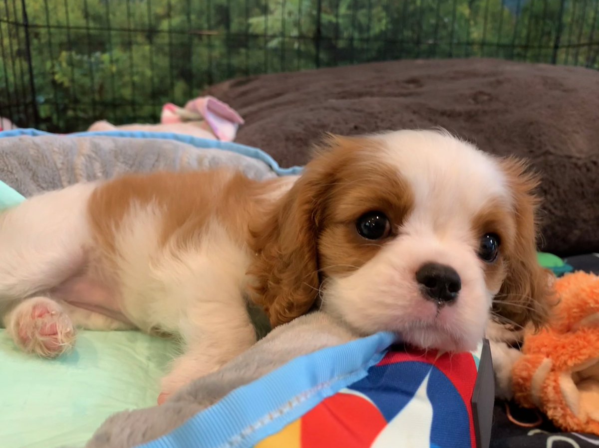 Welcoming our newest and cutest family member. Introducing Piggy our gorgeous puppy. Can’t wait to begin the new decade giving this sweetheart the happiest and most loving home🧡 2020 here we come!