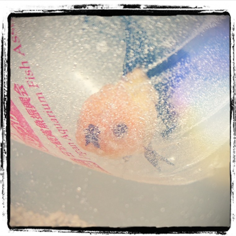 観葉植物を買いに行ったのになぜか金魚を買ってしまった(水温慣らし中)。 