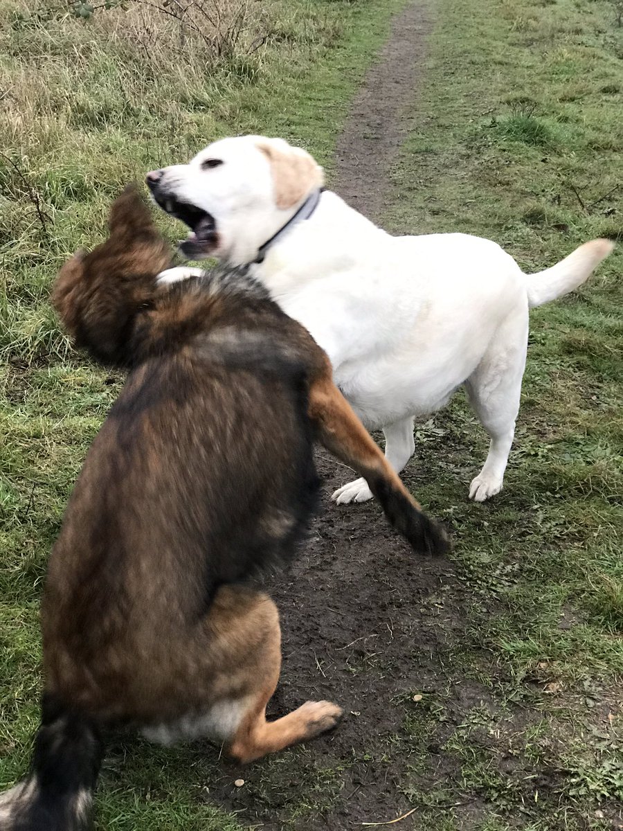 NicNic711's tweet photo. Happy New Year to all you lovely people, here’s to 2020, cheers everyone 🐾🐾 #BensonLab #MudSponge #OurBoy #bbSummer #GSDxMali #MetPolPup #DogsofTwittter https://t.co/iEz90Ozi6o