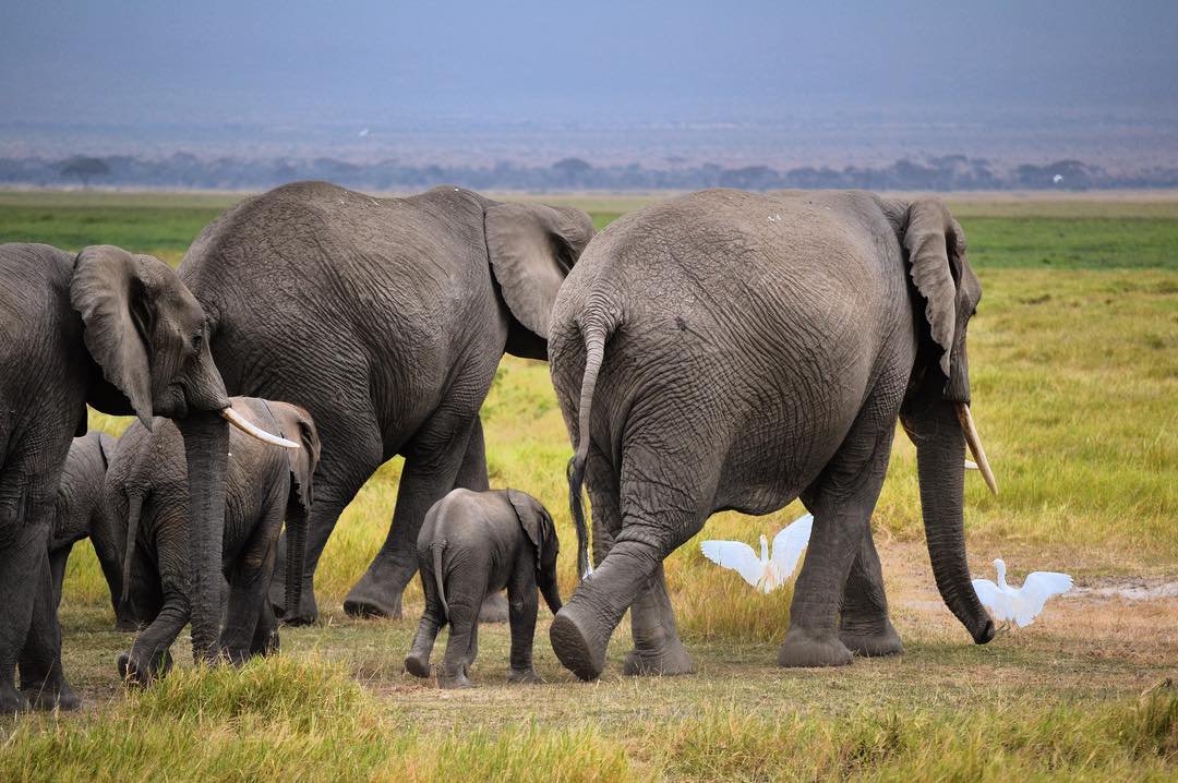 NyamuJim's tweet photo. In 1930, as many as 10 million wild elephants roamed huge swaths of the African continent. But decades of poaching &amp; conflict have since decimated African elephant populations @Min_TourismKE @ToElephants @IvoryFreeOhio
#IvoryBelongstoElephants #happynewyear2020 #NewYearChallenge https://t.co/eybiykhrJp