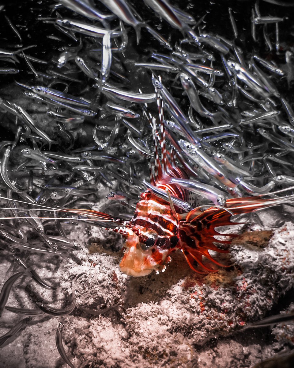 divebutlerzen's tweet photo. Lionfish also called zebrafish, firefish, turkeyfish, tastyfish or butterfly-cod is any of several species of showy Indo-Pacific fishes of the scorpion fish family ๐ฆ ๐ #lionfish #maldives #divebutlerzen @PADI @PADI_Travel https://t.co/ylj8zPyucc