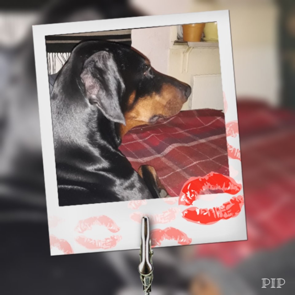 Bulla_Bella's tweet photo. Nu har pälsklingen varit hos oss i 2 år.
❤🐾❤
#rexen #dobguns #ginogaudetti #dobermannlove #dobermann4ever https://t.co/31Uzrou9m6