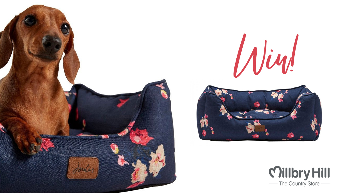 🤩WIN🤩

We are giving away this gorgeous <a href="/Joulesclothing/">Joules</a> Floral Box Dog Bed

For your chance to win, simply
👍 Follow us
🐶 Tell us who will be enjoying this
🥰 Like this post

*competition closes on Tues 7th January 2020 &amp; running across all <a href="/MillbryHill/">Millbry Hill Country Store</a> Social Media Platforms