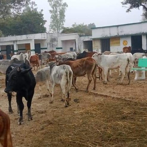 HamaraBNagar's tweet photo. 【 अधिकारी_मस्त_किसान_पस्त 】😢
चिन्हित क्षेत्रों में सरकार के द्वारा लाखों करोड़ों रूपये भेजे गए गौ आश्रय स्थलों (गौशालाओं) के निर्माण के लिये मगर आज तक बेजुबान अन्ना जानवरों को गौ आश्रय स्थल नसीब न हुआ। सरकार महीने के हिसाब से चारा पानी का पैसा भेज रही है, https://t.co/8A6xCe7Z8a