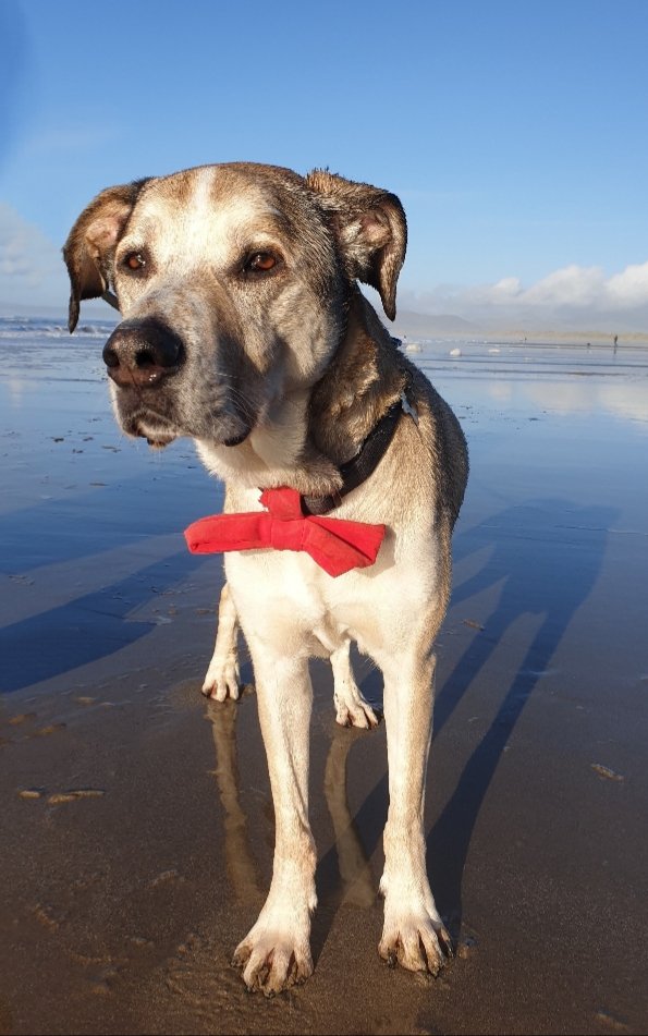 Elvis T Dog tweet media