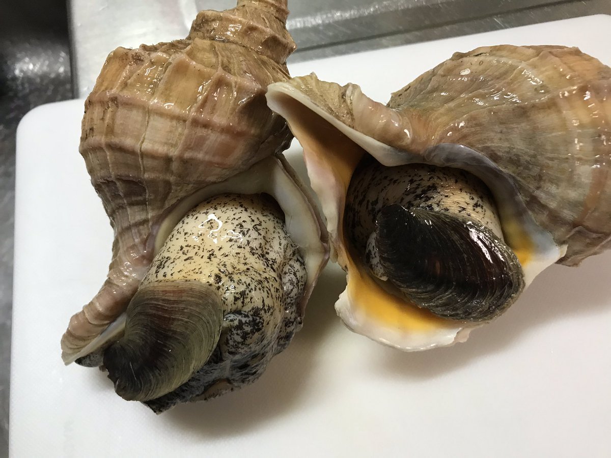 つぶ 貝 唾液腺 青つぶの唾液腺平気な人いる つぶ 貝 唾液腺 青つぶの唾液腺平気な人いる