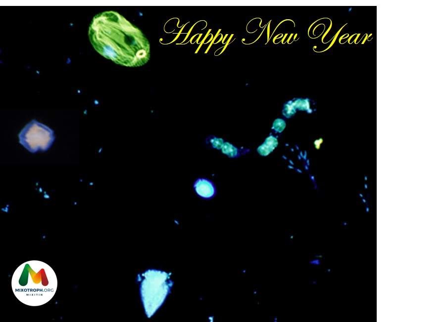 mixotrophs's tweet photo. As we say goodbye to 2019, @MairaMaselli, @MSCActions #MixITiN #ESR, reminisces about her journey through time and space... at the microscopic level! Our final blog from 2019: https://t.co/4Abbt3gypr #protist #mixoplankton #kleptoplastidic #GNCM #epifluorescense @koebenhavns_uni https://t.co/UlcTN3ya7q