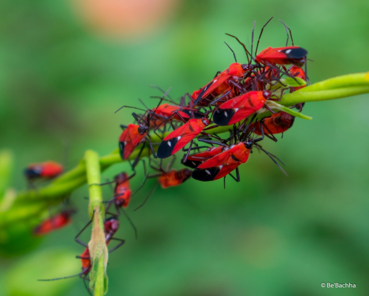 abhishekkrsinh's tweet photo. since I heard this, have always remembered - "there is never nothing happening" 
#bebachha #photography #nature #beauty #InsectOfTheDay #NewYearEve https://t.co/VydNvd9r7Q