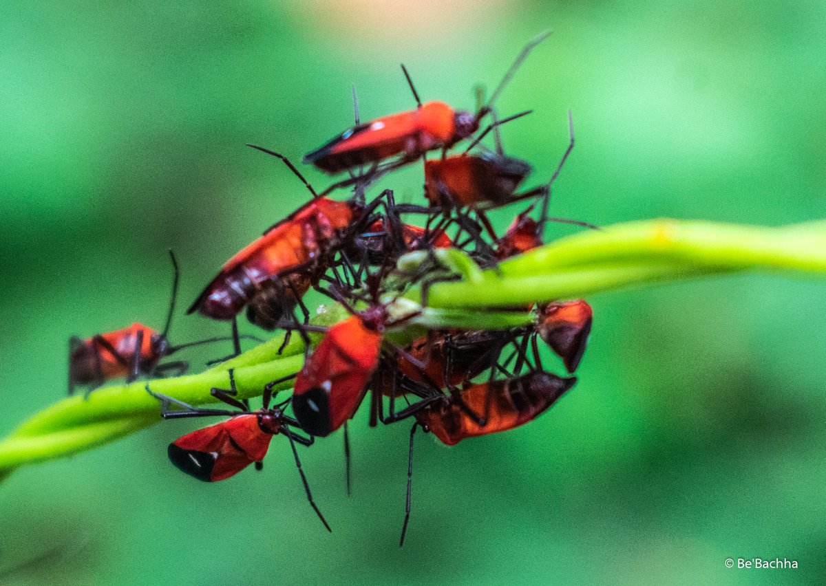 abhishekkrsinh's tweet photo. since I heard this, have always remembered - "there is never nothing happening" 
#bebachha #photography #nature #beauty #InsectOfTheDay #NewYearEve https://t.co/VydNvd9r7Q