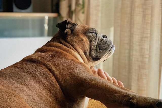 johnlouiswest's tweet photo. The art of the scratch #bulldogsofinstagram #bulldog https://t.co/cCfrOKCVeK https://t.co/A31TiCvzJZ