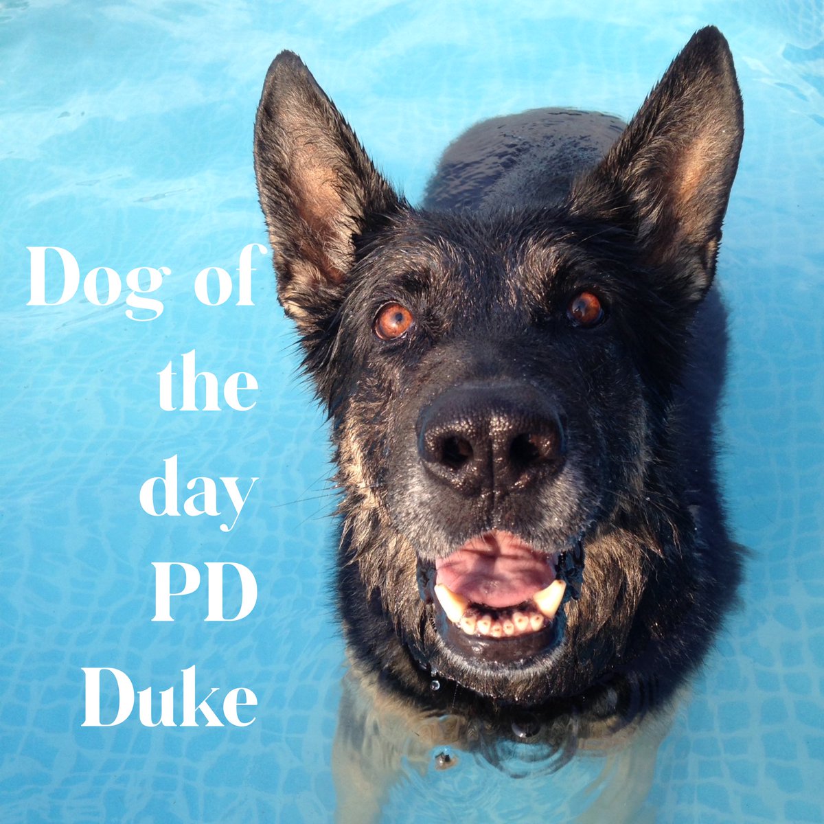 K9memorialUk's tweet photo. Our final dog of the day for 2019 is PD Duke. 

Duke is one of our Roll Of Honour PDs who sadly crossed the rainbow bridge on this day in 2015😔.

Thank you for your service Duke 🐾💙🐾@PoliceDogStella @PoliceDogQuest 
#WeWillRememberYou 

https://t.co/c34ZwUnTY9 https://t.co/mXKSTvErRT