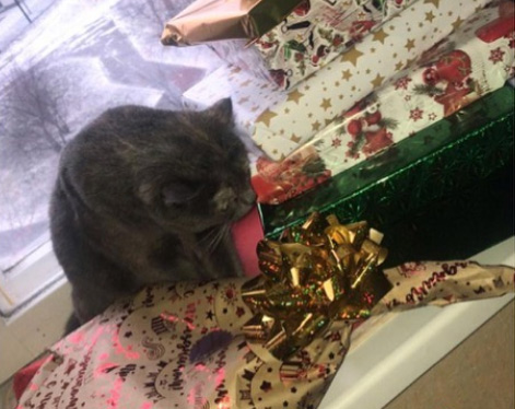 zverikivdar's tweet image. А этот пост-отчет почему-то у нас затерялся. 🤔 Марго вытянула счастливый билет и обрела любящую семью прямо перед прошлым Новым Годом! А сейчас передает фото-привет и готовится отмечать 2 Новый Год дома.
Ура! ! ! ❄️🎄❄️
#счастливыеистории #счастьевдом  💞🎄❄️