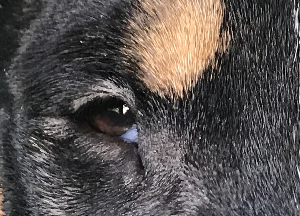 DogsCruz's tweet image. Look at those eyebrows! #Alice #BullTerrier #mustlovedogs