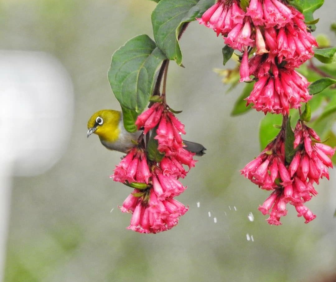 I feel silly about posting my best bird #photos of 2019 because I'm not a photographer. I use a dilapidated Nikon digital camera to share my love for #birds. But, without your participation, I'd just be talking to myself. So, thank you for being here to love them. #HappyNewYear.