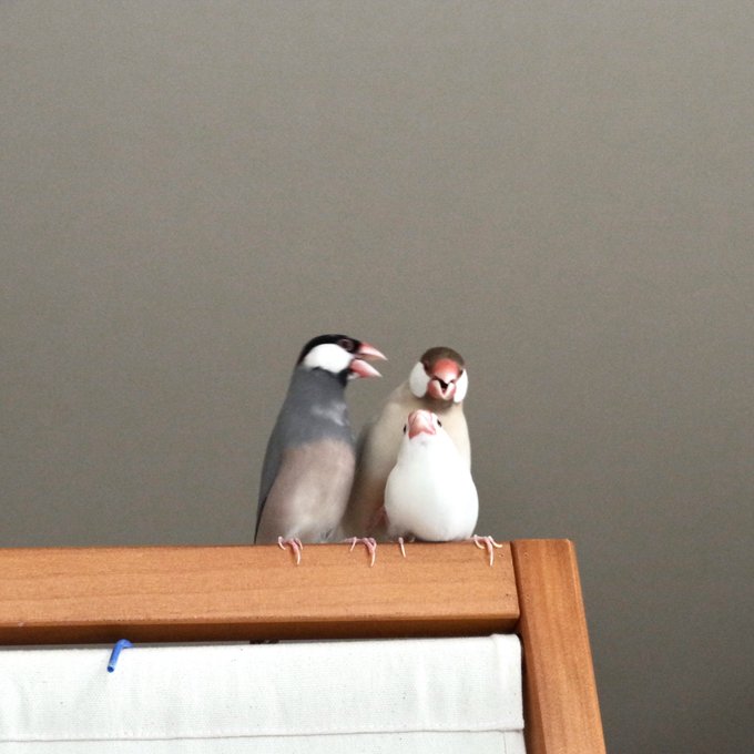 文鳥のtwitterイラスト検索結果