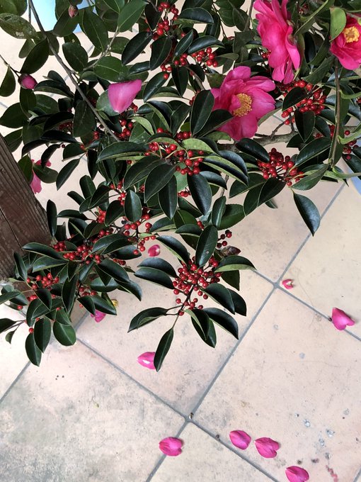 山茶花のtwitterイラスト検索結果