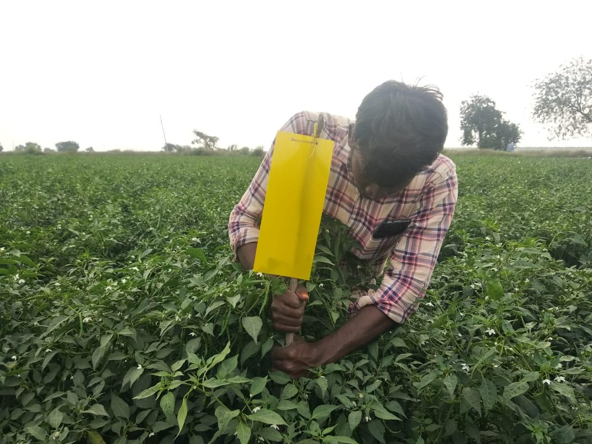 Dalmia_DBF's tweet photo. Magical Yellow
#Yellowstickytrap #Intergratedpestmanagement Witnessing the impact of Yellow Sticky trap farmers from our Talamachipatinam Watershed, #Kadapa District, #AndhraPradesh has begun to replicate the technique in their farms. @NABARDOnline @ZBNF https://t.co/eQEEzGwfDW