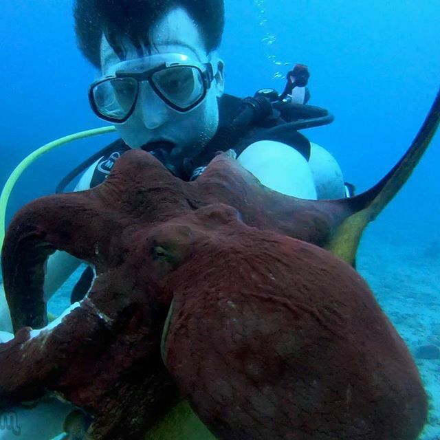 scuba_hawaii's tweet photo. RainbowScuba: KGoetz2005 : Always a great experience with the octopus 🐙!
#Hawaii #scuba #Gopro customers #octopus #fundivingtime #mondaydiving #beautifuloctopus #deepbluediving #divingexperience #underwatertour #friendlyoctopus #mondayoctopus #fundiv… https://t.co/bUvO0Ffdcc