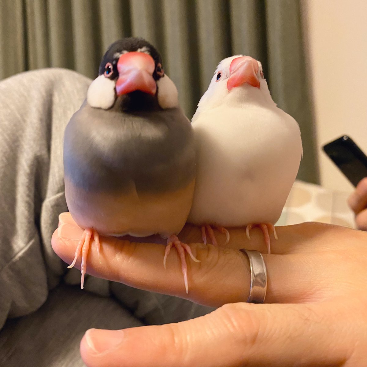 Gyaku𓅫𓅫𓅪𓅪𓅪𓅪𓅫 T Co 6h3muqzjd8 文鳥さんの名前の由来 Buncho