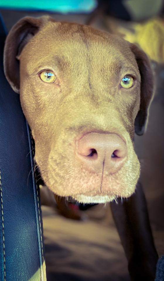 fobacsc's tweet photo. DARLA IS AVAILABLE FOR ADOPTION
Darla is a spunky 32-lb, 8-10 mo old red terrier mix with beautiful amber eyes. In her foster home, she is learning manners &amp; getting comfortable with cats, &amp; other dogs! If you're interested in a meet and greet, contact Berkeley Animal Center. https://t.co/Grhbp1fZEM