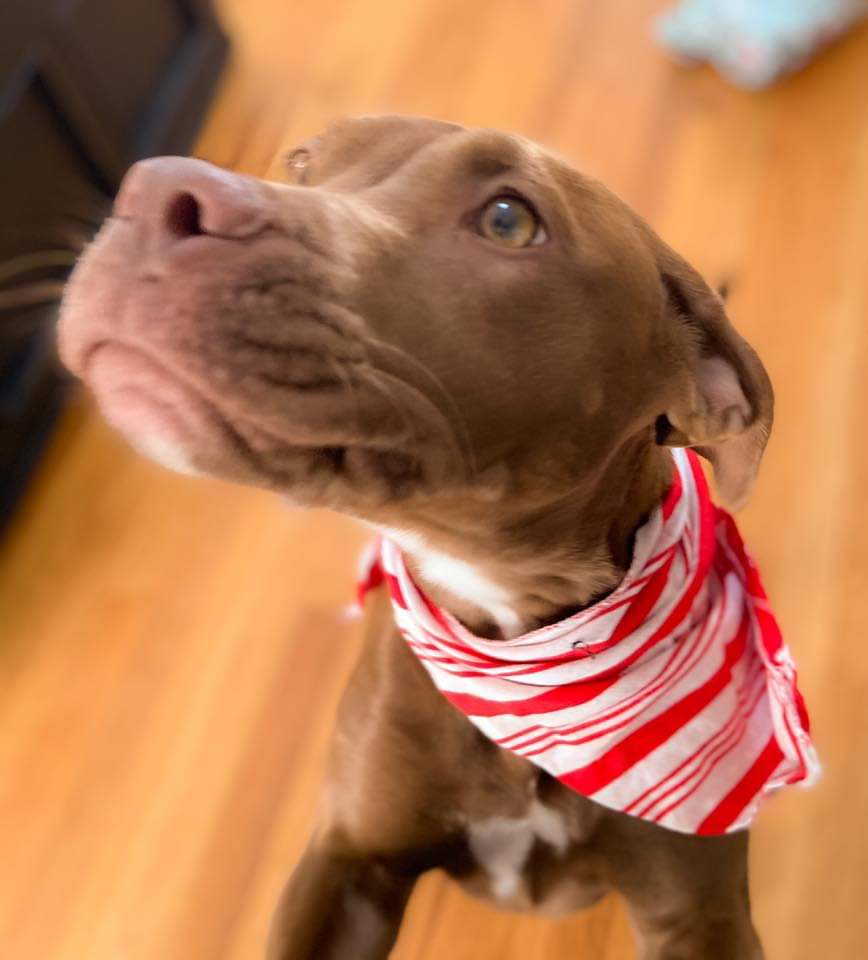 fobacsc's tweet photo. DARLA IS AVAILABLE FOR ADOPTION
Darla is a spunky 32-lb, 8-10 mo old red terrier mix with beautiful amber eyes. In her foster home, she is learning manners &amp; getting comfortable with cats, &amp; other dogs! If you're interested in a meet and greet, contact Berkeley Animal Center. https://t.co/Grhbp1fZEM