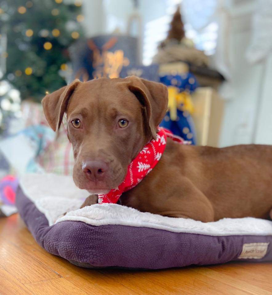 fobacsc's tweet photo. DARLA IS AVAILABLE FOR ADOPTION
Darla is a spunky 32-lb, 8-10 mo old red terrier mix with beautiful amber eyes. In her foster home, she is learning manners &amp; getting comfortable with cats, &amp; other dogs! If you're interested in a meet and greet, contact Berkeley Animal Center. https://t.co/Grhbp1fZEM