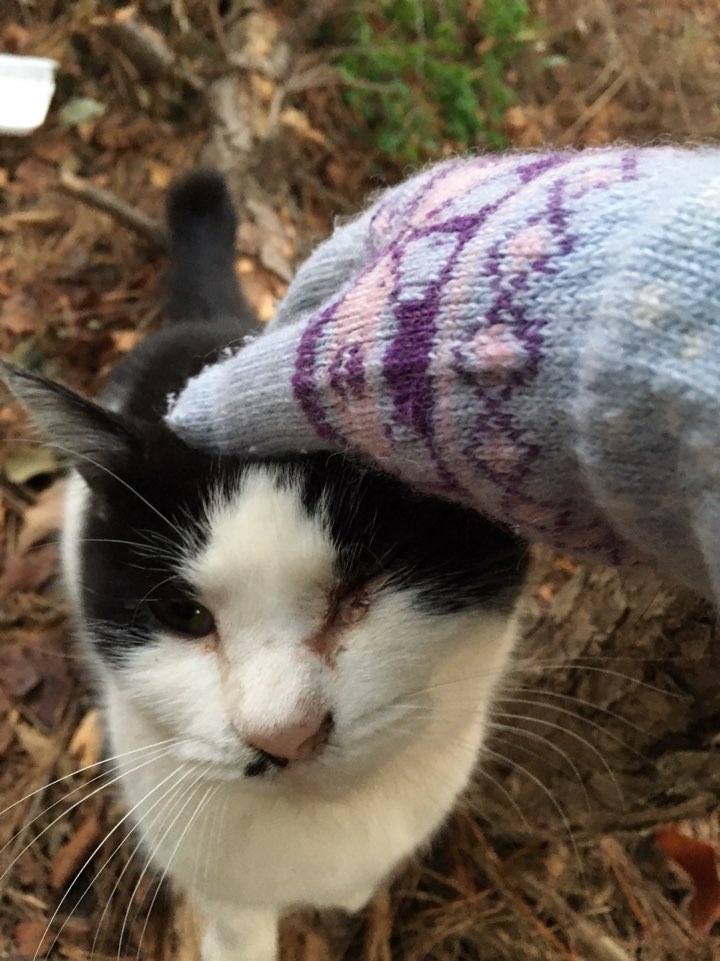 Neva_a's tweet photo. 실종됐던 옹이를 찾았습니다! 울산 태화강변에서 돌보던 옹이를 두달만에 찾았습니다ㅠㅠ포인핸드에서 실종글 보고 연락이왔는데, 강 건너 동네 산에서 찾아왔어요! 2019년 마지막날 기쁜일이 생겨서 너무 행복합니다. 다들 새해복 많이 받으세요~^^ https://t.co/ue8EW4Rqrq