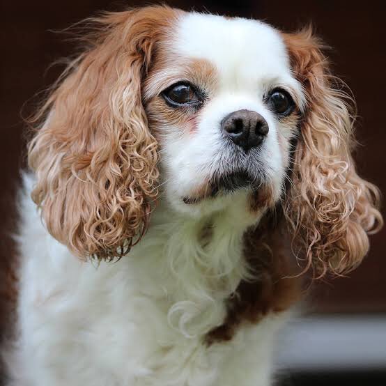 望月ダイスケ On Twitter Mkamenomidori キャバリア キング チャールズ スパニエル 学名 Canis Lupus Familiaris 出生 イギリス 性格 恐れ知らず 愛情深い 社交的 忍耐強い 適応力が高い 遊び好き 体重 オス 5 9 8 2 Kg 成体 メス 5 9