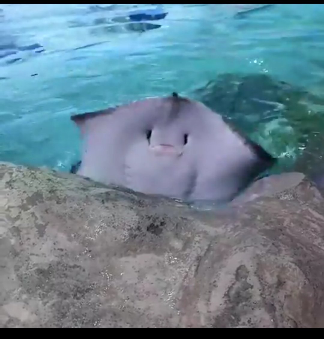 โคฟเป็นกระเบนอีกละวันนี้555 #NCT127 #TAEYONG