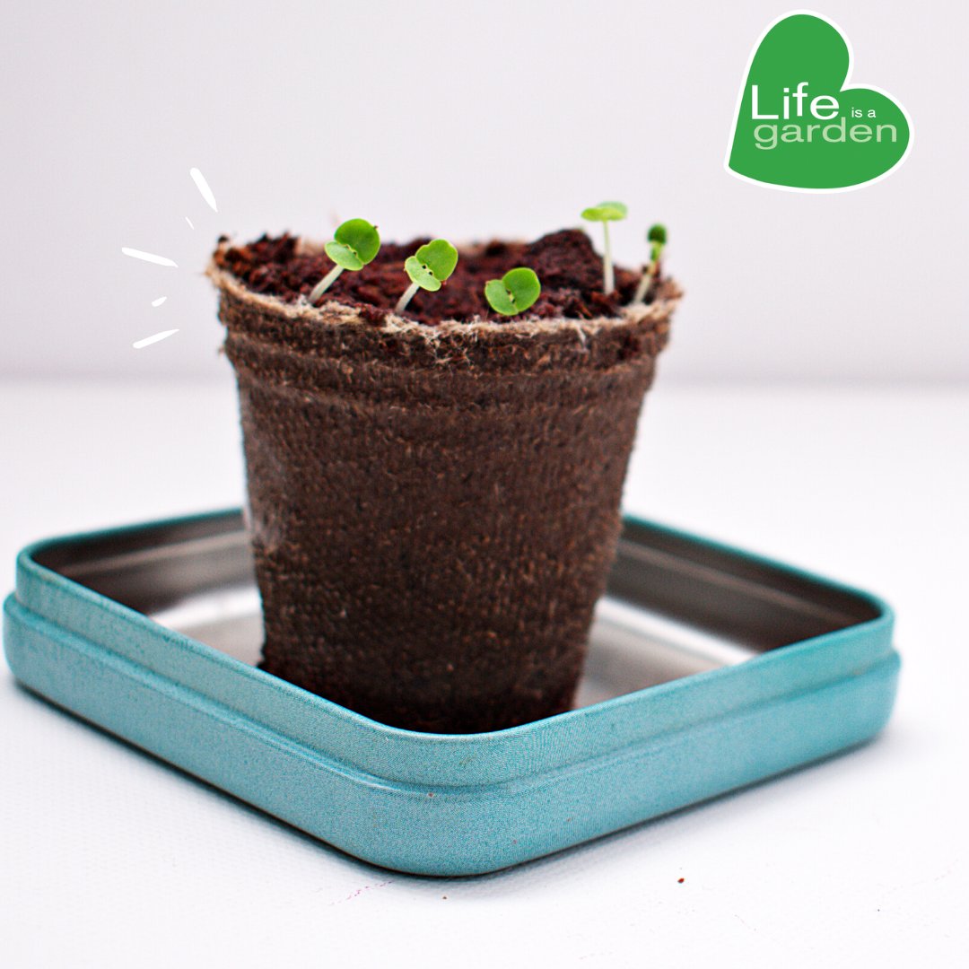 lifeisagardensa's tweet photo. For every new year resolution, plant a seed and learn patience💚🌱
#lifeisagarden  #doitfornature https://t.co/C5h1ySPH66