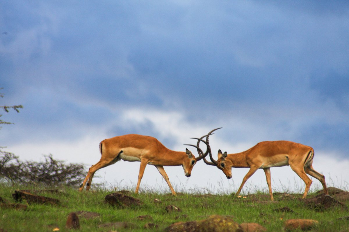 Offbeat Mara Camp tweet media