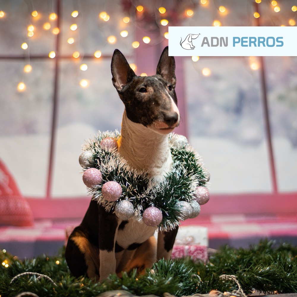 AdnPerros's tweet photo. Disfrutad de la última noche del 2019 🥳 y dad la bienvenida al #añonuevo como se merece 🎊 .

📌 Recordad lo importante que es cuidar de vuestras mascotas 🐶 esta noche: los petardos pueden asustar a nuestros amigos perretes, causándoles estrés y pánico 😫

#FelizAño #Feliz2020 https://t.co/voODN0zjC8
