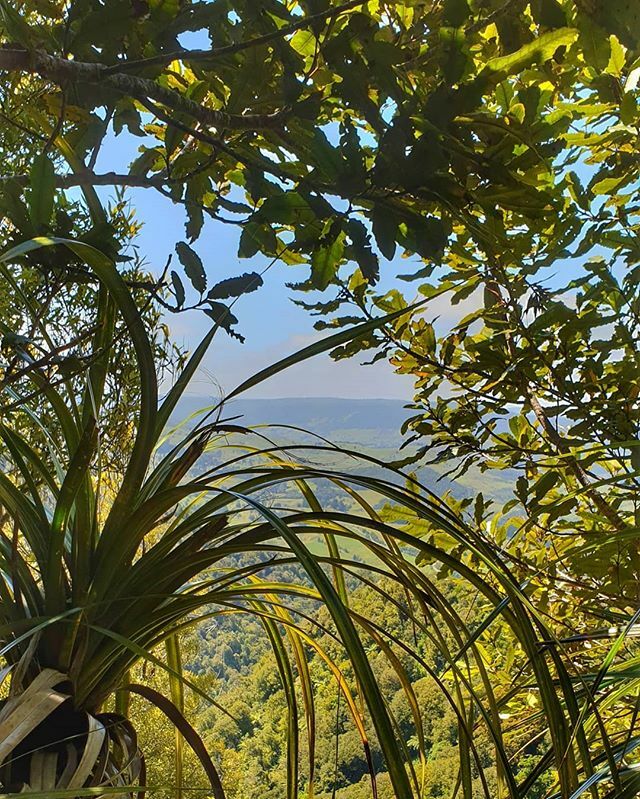 robeanne's tweet photo. Vegetation windows
Tantalising glimpses
from forested ridges
#ridgewalking #hauturuhighpoint #roadtrip #campervanlife #summerholidays #exploringnz https://t.co/NsepbZhfC6 https://t.co/IMNrZoMbjN