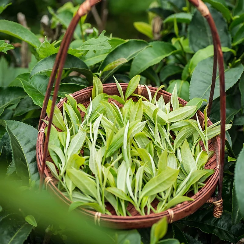 Fresh jasmine green tea.