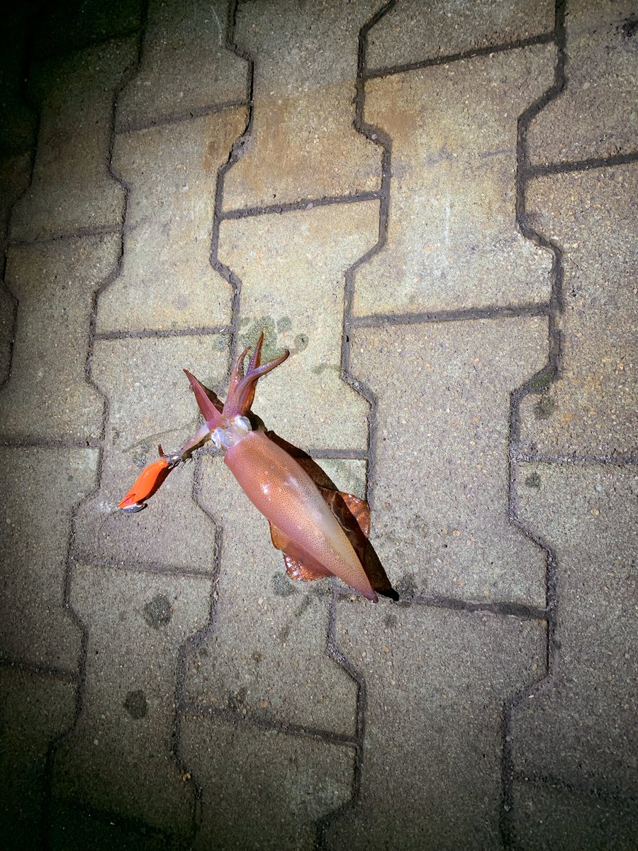 つまつま 鹿児島湾真鯛放流してるから魚影が濃いんですよね このサイズが堤防の際まで寄ってくるのは中々特殊な環境だと思います