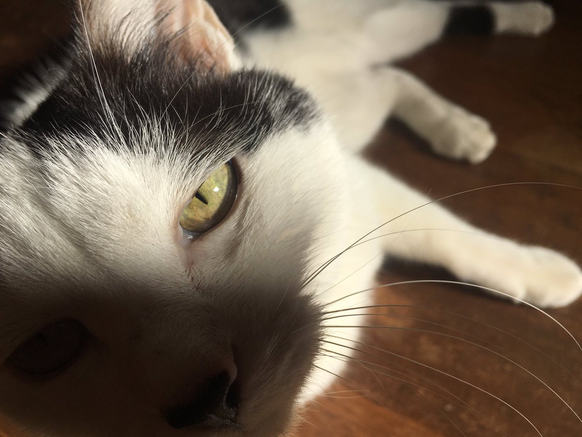 ぽねっと 怖い 猫が怖い顔で呪いをかけてくる 掃除しないで休憩しなよ あたしの昼寝のために って呪ってくる顔