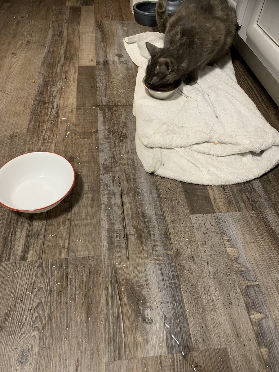 cats_Riley_Izzy's tweet photo. Izzy: I spilled my water all over the floor because I was impatient for my food. Then I tried to steal Riley’s food.
#cats #CatsOfTwitter #naughtykitty #thievingcat https://t.co/86skMpQPl6