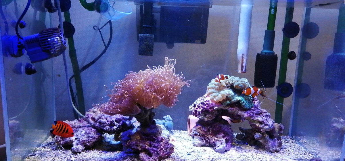 iadachi5's tweet photo. 2019年ラスト画像
＃海水魚 https://t.co/qrdxd7KQwR