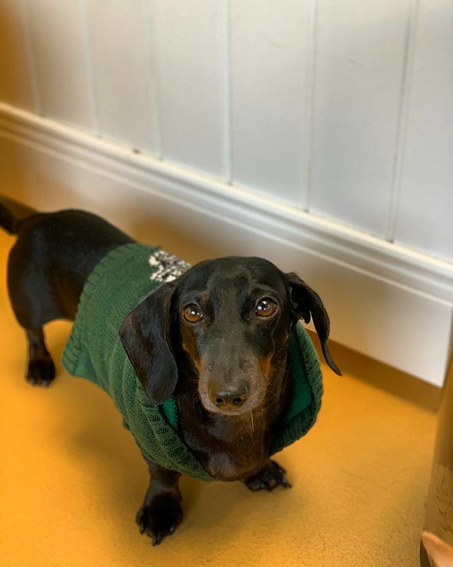 thebarkeley's tweet image. Pablo pablito🥰
.
📸: @photography.tdvg
🐶: Pablo @natali.s.g
.
.
.

#model #models #modeling #dogmodel #dogmodels #dogmodeling #lord #lords #doxie #doxiesofinstagram #doxiepoo #doxielove #doxielover #dachshund #dachshundsofinstagram #dachshundpuppy #da… ift.tt/2QaOXFn