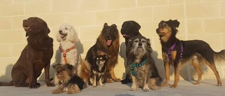 Humanymal's tweet image. Nuestros soles perrunos disfrutan de las vacaciones de #Navidad en manada, en un descanso de los juegos y carreras, logramos hacerles una fotito ¿adivináis quién es el coordinador y veterano del equipo? 😅🐶 #perros #animales #Feliz2020