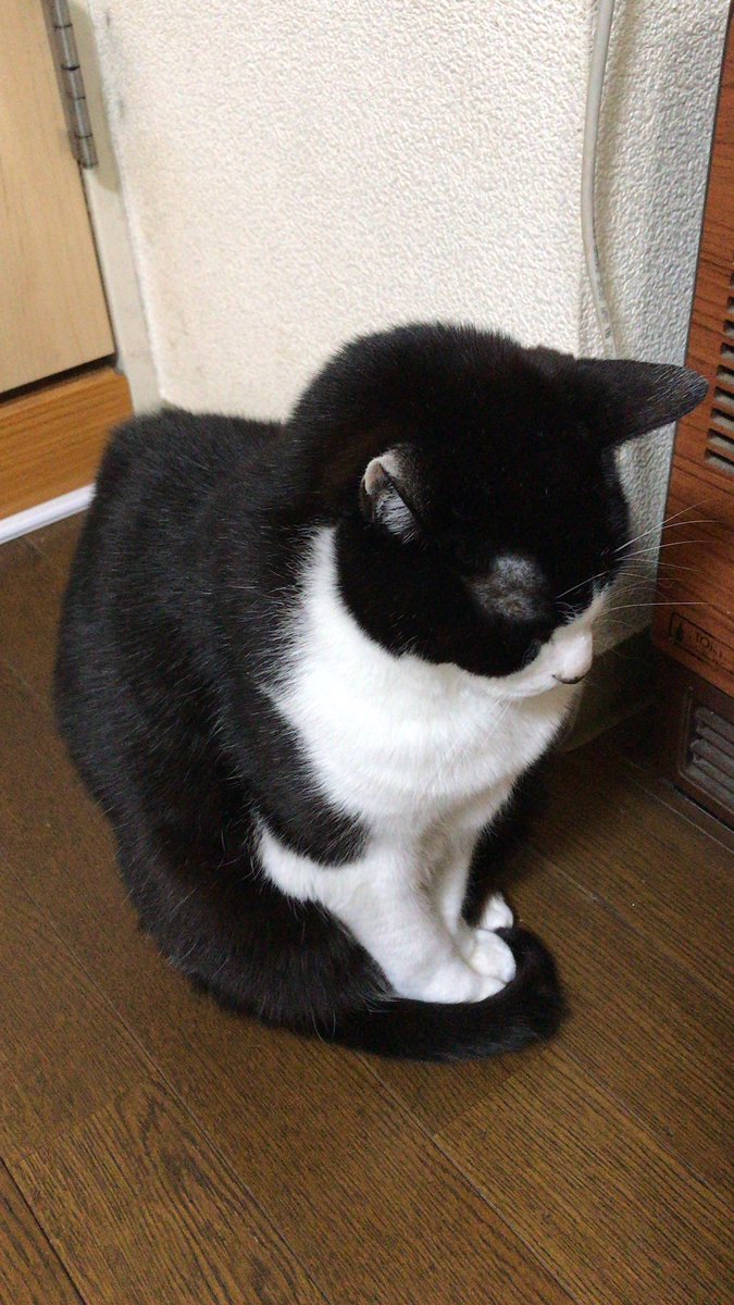 ストーブ前にて不動の構え 