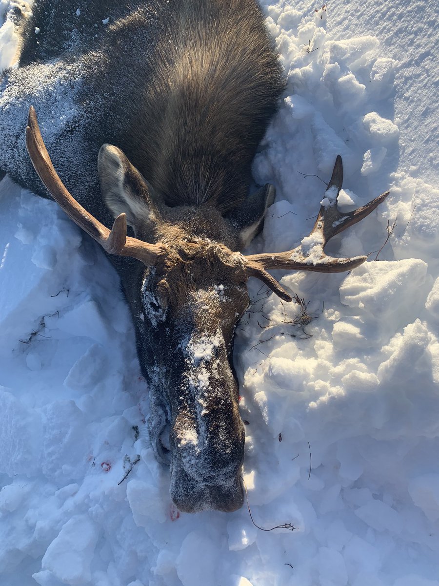 Applin93's tweet photo. 2019 moose hunt n da books ! https://t.co/V0wM6xBvM3
