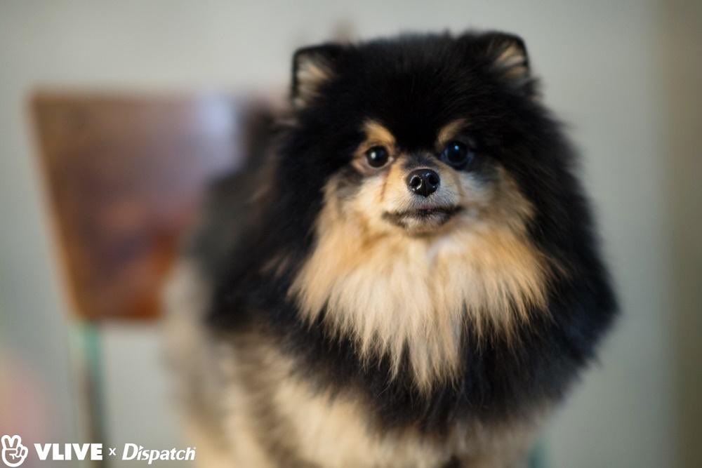 taehyungpic's tweet photo. [ Vlive Dispatch ] 
🐯💜🐶

https://t.co/p6M7Bi0rqD

#방탄소년단 #뷔 #방탄소년단뷔 #태형 #BTS #V #BTSV #taehyung @BTS_twt https://t.co/21ZdG8JYAt