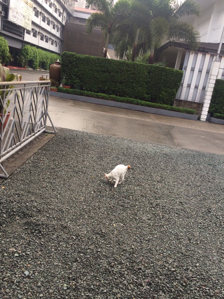 CatsofTIP's tweet photo. T.I.P. resident | photo by @carloluiiss #catsofTIP https://t.co/BRk3jFKLyS