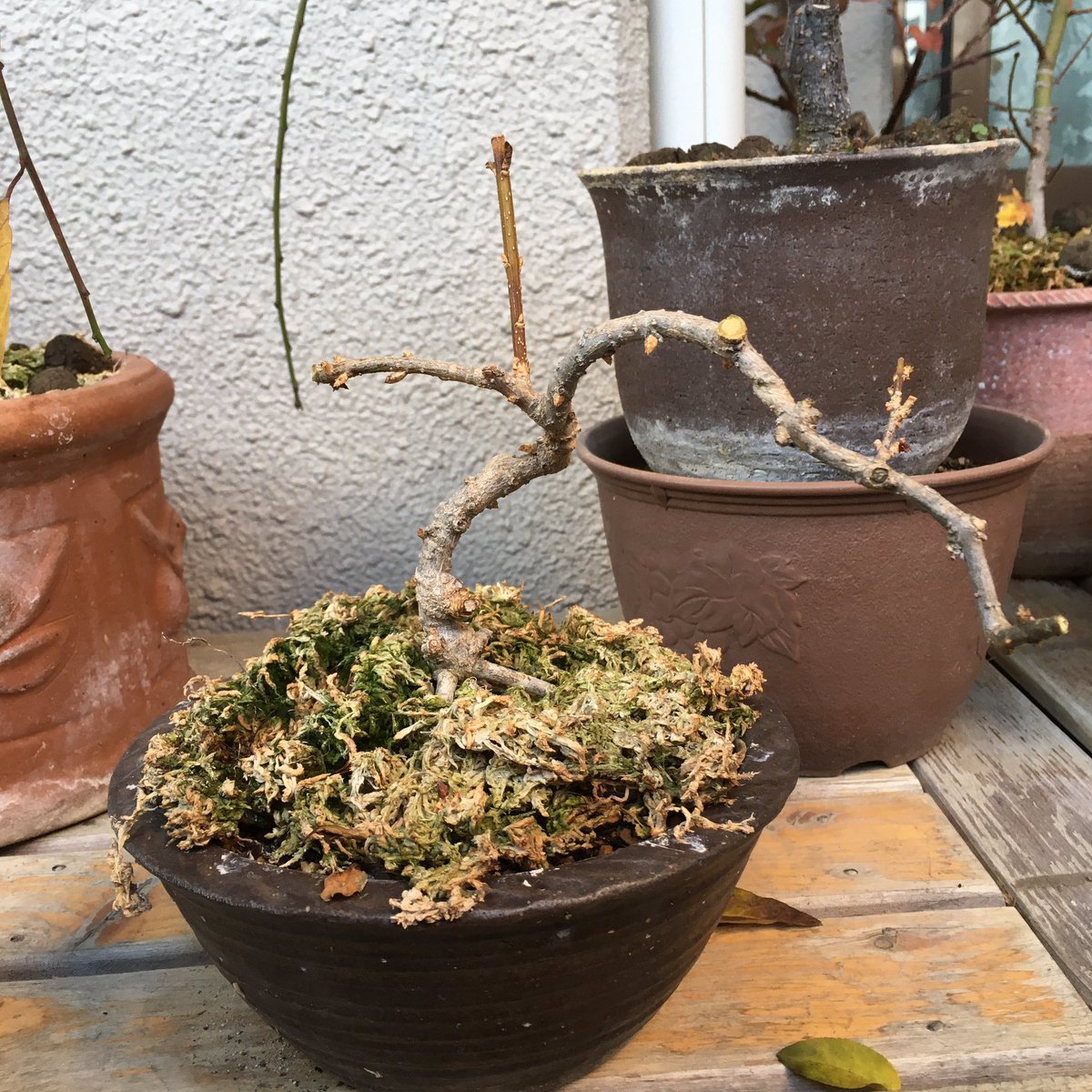 やどら レンギョウです これも 今日剪定をしました 黄色い花がなかなか綺麗です 盆栽 Bonsai 剪定 ベランダ 植物 鉢植 レンギョウ